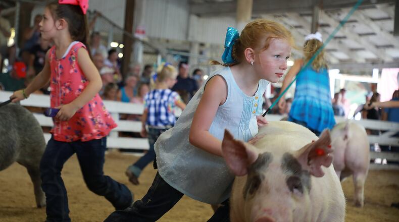 Kinley Neff, 6, pushes her pig as she tries to get it to move in the right direction Friday during the Junior Showmanship competition in the swine arena at the Clark County Fair. BILL LACKEY/STAFF