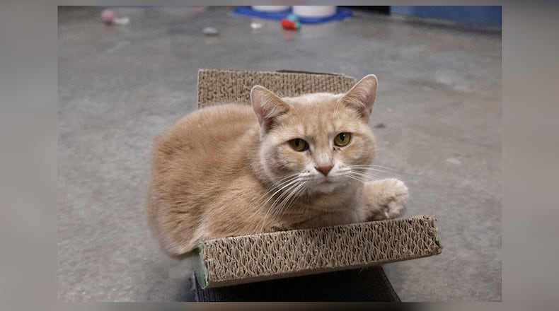 Hello there, I’m Rizzo! I’m a clever gal, always on the lookout for new things to explore. I’ve got a playful spirit, you see. Give me a fishing pole toy and I’ll show you my exceptional skills in catching it, especially if it’s one of those feathers that flutter like a real bird. But it’s not all about play. I’m also quite the thinker. My curiosity keeps me engaged, always eager to learn and discover. So why adopt me? Well, I promise to keep your life interesting. I’ll bring joy, fun, and a dash of mystery to your everyday routine. Come visit Rizzo at Paws Animal Shelter, 1535 West U.S. Highway 36, Urbana, online at pawsurbana.org, Facebook at facebook.com/paws.urbana, on Petfinder at petfinder.com or call 937-653-6233. Paws is in need of volunteers and foster homes. CONTRIBUTED