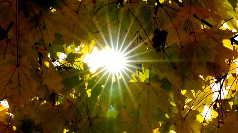 The last of colorful autumn leaves cling to a tree in the morning sun in Munich, Germany, Friday, Oct. 14, 2021. (AP Photo/Matthias Schrader)