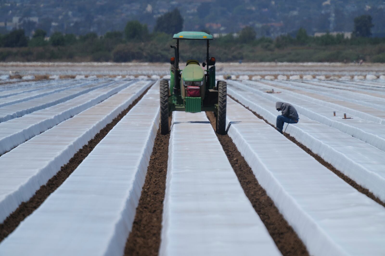 A lone farm worker sits to rest under high temperatures during his break time on a strawberry field in Oxnard, Calif., on Wednesday, June 18, 2025. (AP Photo/Damian Dovarganes)