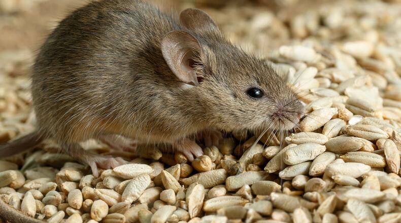 Rodents and insects go where they can find food and shelter - and in winter, that can mean your car. (Dreamstime)