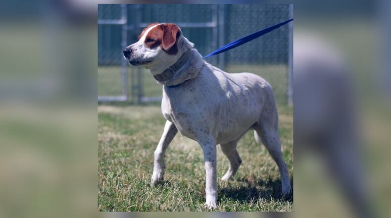 Jasper is a nice 65-70 lb. male mixed breed who needs a great home. Jasper will come neutered, vaccinated, microchipped, vet checked and licensed for $22 as he is the Pet of the Week. Jasper is at the Clark County Dog Shelter, 5201 Urbana Road, Springfield. The shelter can be reached at 937-521-2140, or visit www.facebook.com/clarkcountydogshelter for more information. CONTRIBUTED