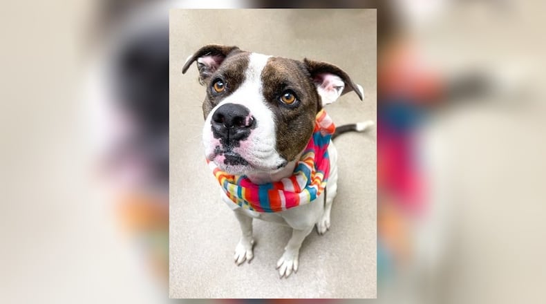 Meet Patches Nicole. She is a Cane Corso/Pitbull Terrier mix, around five years old. Patches Nicole is a very sweet girl and she loves children of all ages. However, she would thrive in a home as an only pet, as she likes to have all the love and attention. Her adoption fee this week is $77, as she is the Pet of the Week. That includes her spay, vaccines, microchip 2022 Dog License, and a free vet check. Schedule an appointment to meet Patches Nicole at the Clark County Dog Shelter, 5201 Urbana Road, Springfield. For more information, call 937-521-2140 or visit www.facebook.com/clarkcountydogshelter. CONTRIBUTED