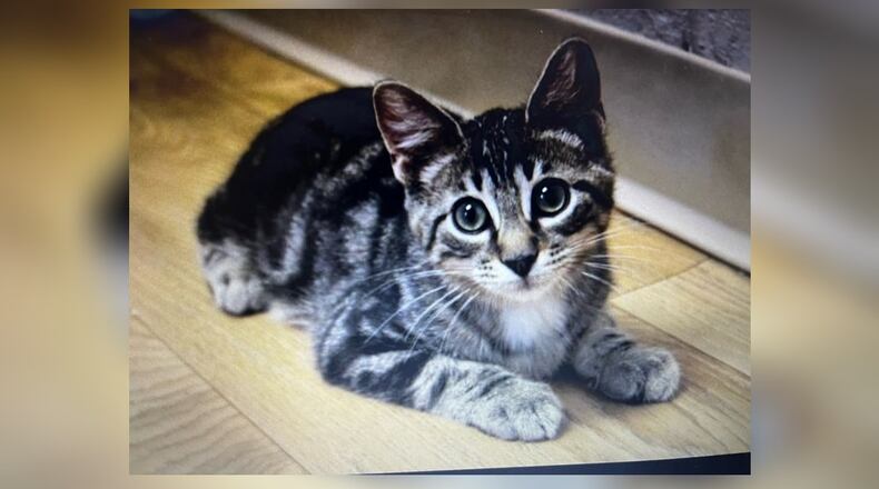 Aladdin and his three siblings were found in Degraff when just a few weeks old, way too young to be on their own. They were brought to Paws Animal Shelter, and were sent right to a foster home. They are all super sweet loving kittens who, like all kittens, love to play and be held. They start purring when you picked up, and they love to chase toys and wrestle with one another. Aladdin has markings and is not a typical tabby. Come visit him at the Paws Animal Shelter, 1535 West U.S. Highway 36, Urbana. Check out PAWS at pawsurbana.com, on Facebook at facebook.com/paws.urbana, on Petfinder at petfinder.com or call 937-653-6233. PAWS is in need of volunteers and foster homes. CONTRIBUTED