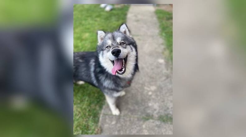 Meet Dewey! He is a Wooly Siberian Husky, around 50 lbs. Dewey loves to run around outside but is more than willing to cuddle up next to you as well. He seems to do well with his doggie friends at the shelter, but we don’t know about cats or children. His adoption fee this week is $22, as he is pet of the week. That includes his neuter, vaccines, microchip, dog license, and free vet check. Stop by the shelter to meet him. Clark County Dog Shelter is at 5201 Urbana Road, Springfield. CONTRIBUTED