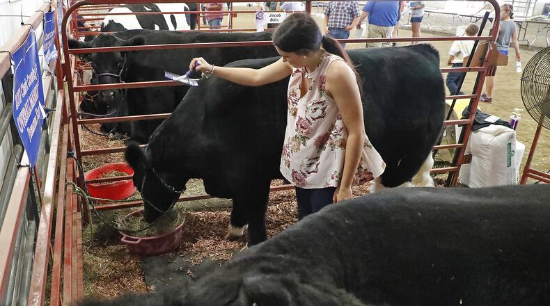Skylar Plank brushes her champion steers as she waits to auction them off during the Auction of Champions at the Clark County Fair Friday. Bill Lackey/Staff