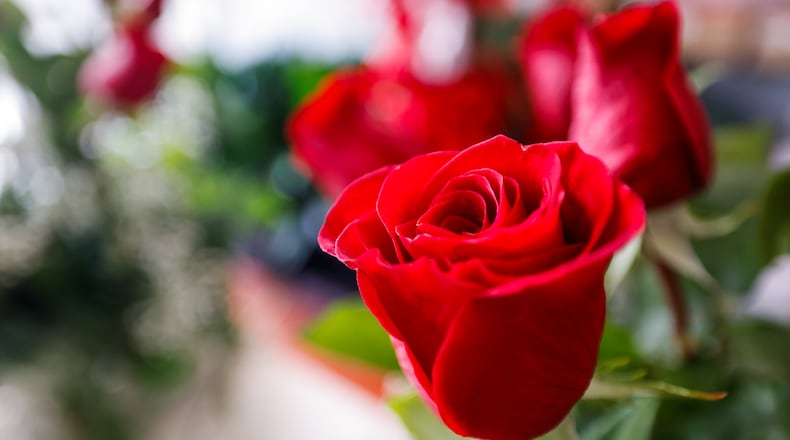 Staff at Flowers by Roger in Middletown are busy preparing hundreds of arrangements to be delivered for Valentine's Day. NICK GRAHAM / STAFF
