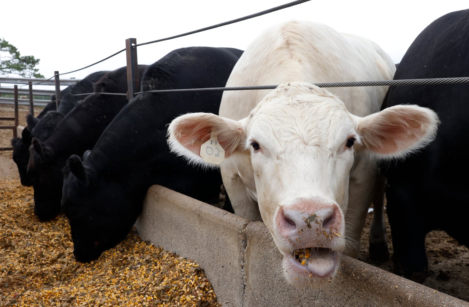 Local Focus SNS Harbage Farm