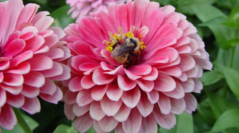 Floriferous zinnias produce masses of flowers over a very long season in a huge range of colors.
