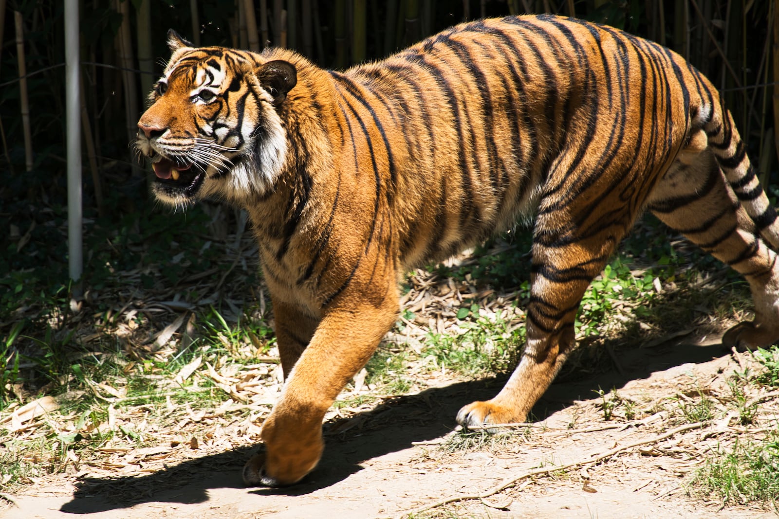 A Malayan tiger walks in its enclosure at the Cincinnati Zoo and Botanical Garden in Cincinnati Friday, July 7, 2023. (AP Photo/Jon Gambrell)
