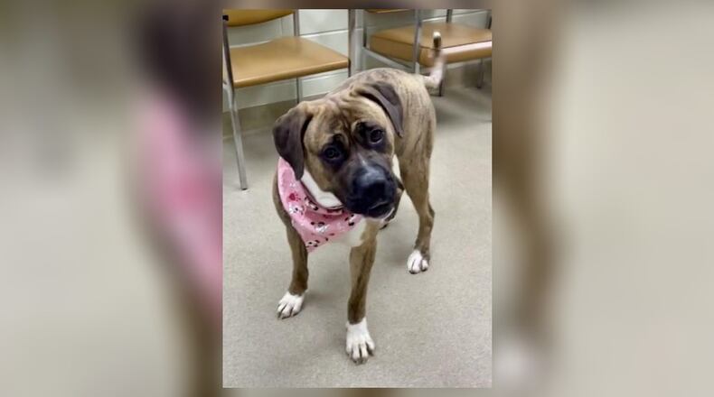Meet Sally! She is an 80 lb., Mastiff Mix, around 3-4 years old. She came into us as a stray, back in early November, with two other girls, which we suspected to be her older children. They both have been adopted and now Sally is awaiting her turn. She is very sweet and affectionate, but a little shy at times. Her adoption fee is $22 this week, as she is the Pet of the Week. That includes her spay, vaccines, heartworm test, microchip, dog license, and a free vet check. Call 937-521-2140, to meet Sally today. Clark County Dog Shelter is at 5201 Urbana Road, Springfield. CONTRIBUTED