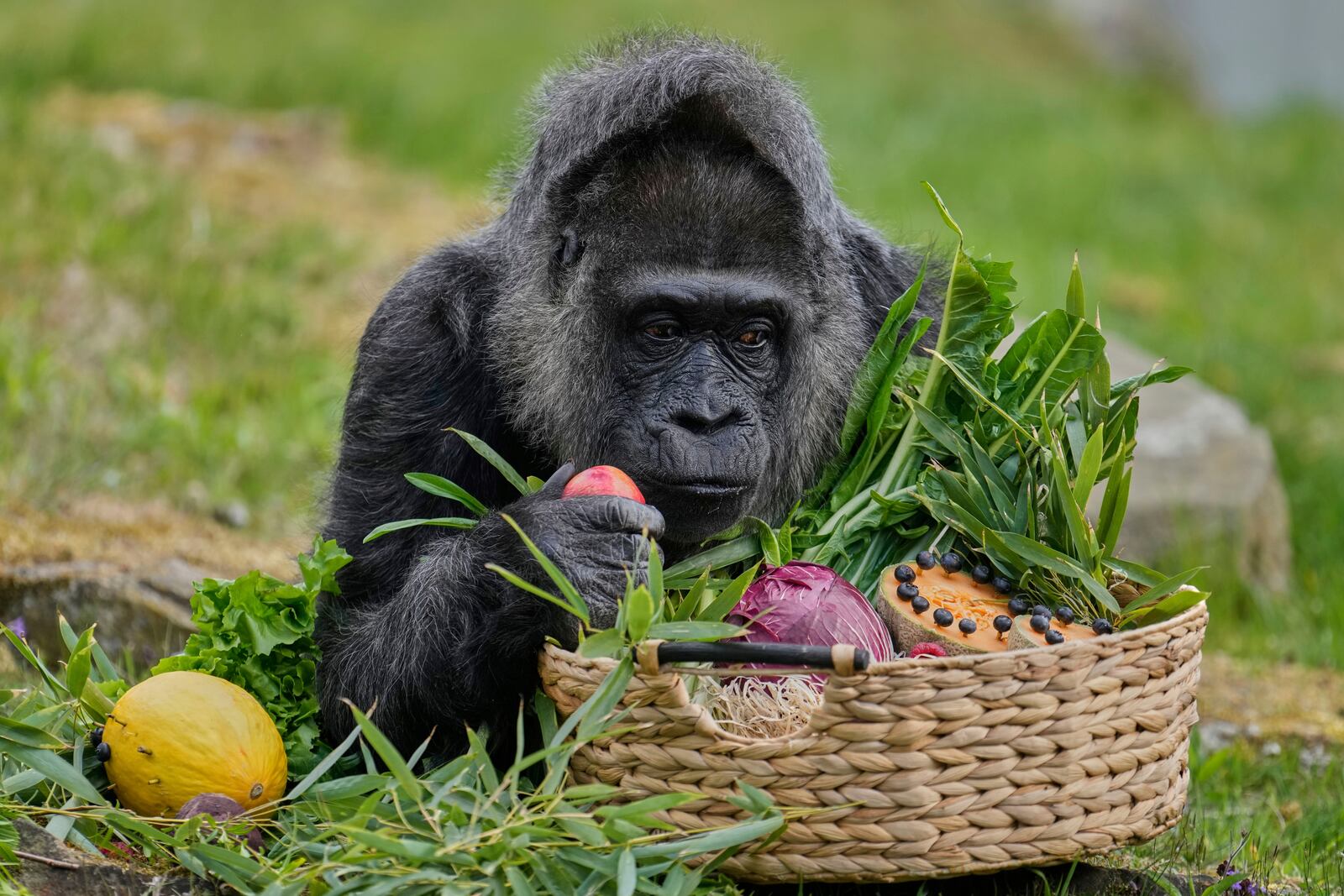Female gorilla Fatou, the oldest of Berlin's zoo and also believed to be the world's oldest gorilla, enjoys her birthday basket with a "gorilla food surprise", as the zoo celebrates her 68th birthday in Berlin, Germany, Friday, April 11, 2025. (AP Photo/Ebrahim Noroozi)