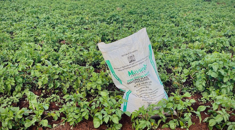 A bag of fertilizer is ready to be used on Elizabeth Wangua's land in Limuru, Kenya Wednesday, March 25, 2026. (AP Photo/Jackson Njehia)