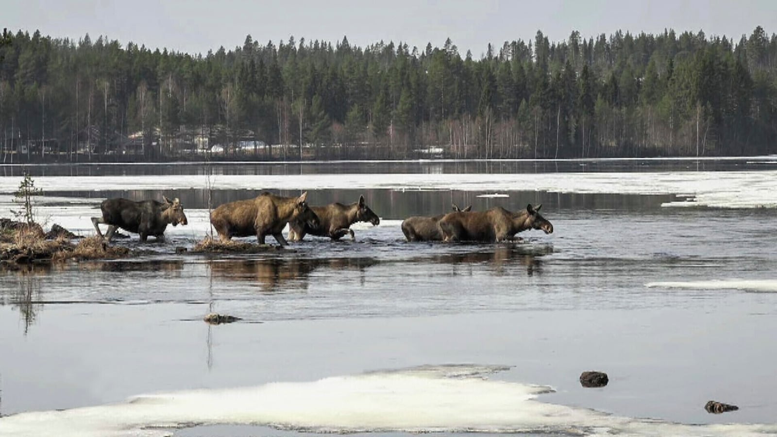 This undated photo, issued by SVT, shows Moose in Junsele, Sweden during preparations for the livestream 'The Great Moose Migration' to document the annual Moose migration near Kullberg in northern Sweden. (SVT via AP)