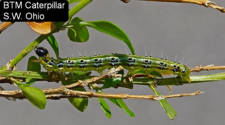 Box tree moth caterpillar