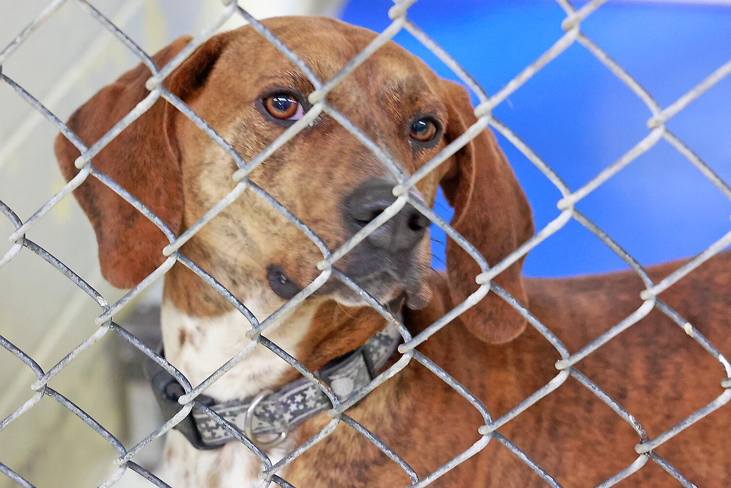 Dog Shelter SNS
