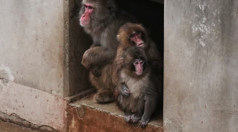 Punch, right a Japanese macaque born on July 26, 2025, sits with others in the monkeys' playground at the Ichikawa city zoo in Tokyo's eastward neighboring city, Tuesday, March 3, 2026. (AP Photo/Hiro Komae)