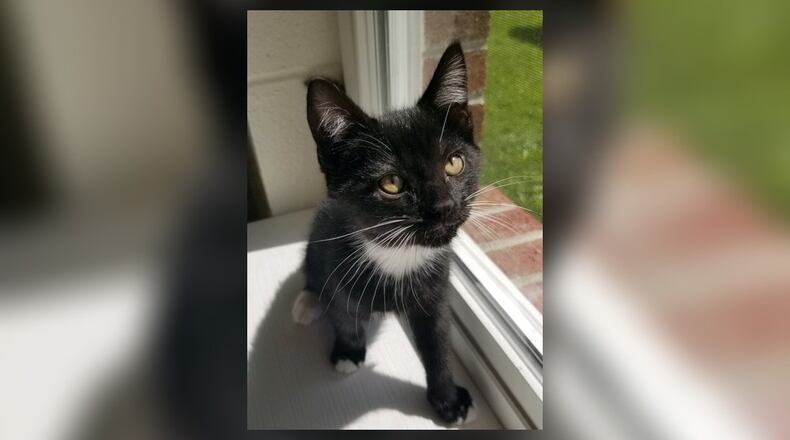 Quinton is a sweet little 2-month-old black and white male kitten who loves to play and snuggle. He will bring joy and smiles with all his purrs when he goes home with you. Come meet him at the Paws Animal Shelter, 1535 West U.S. Highway 36, Urbana. Check out PAWS at www.pawsurbana.com, on Facebook at www.facebook.com/paws.urbana, on Petfinder at petfinder.com or call 937-653-6233. PAWS is in need of volunteers and foster homes. CONTRIBUTED
