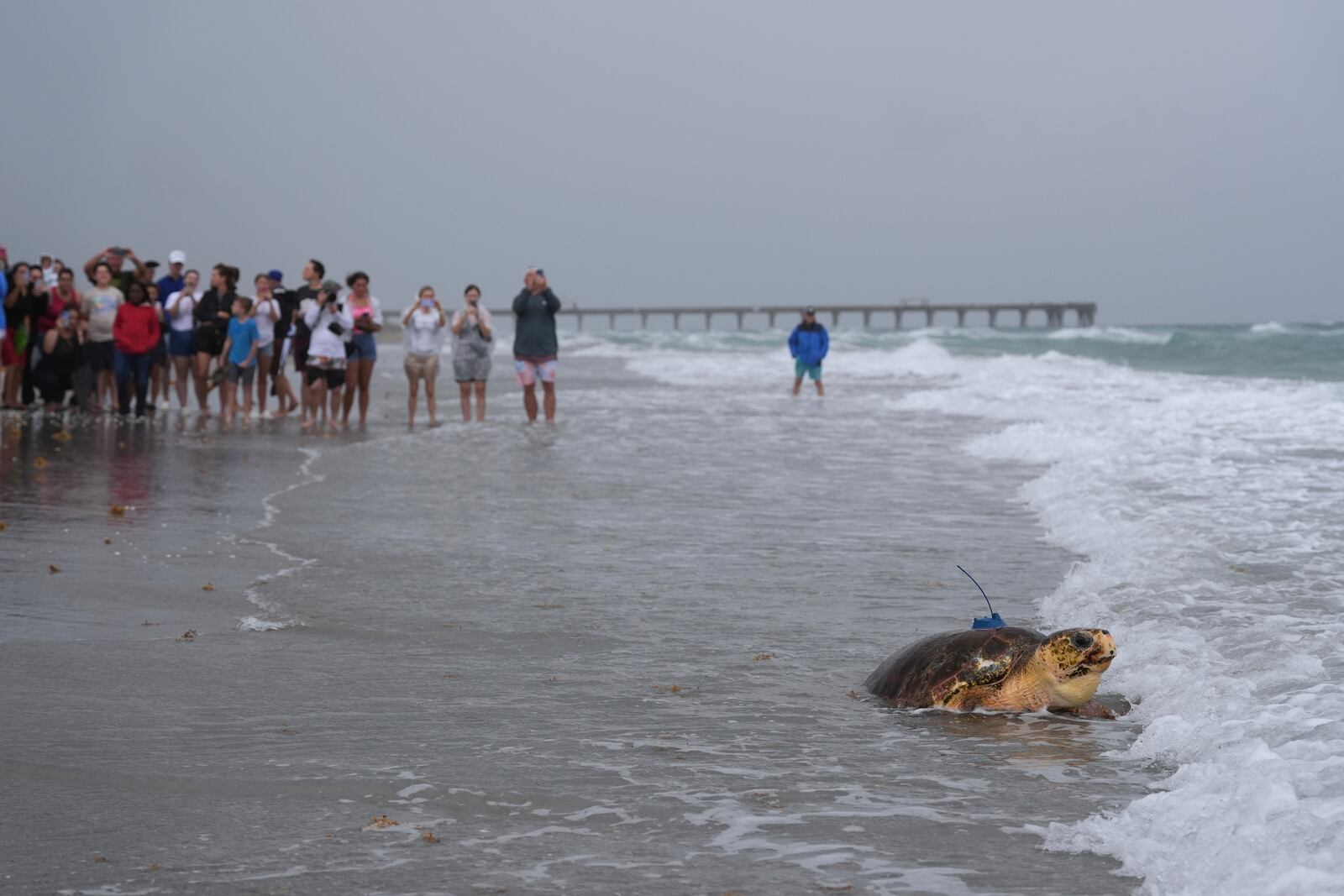 People look on as an adolescent loggerhead sea turtle named Dilly-Dally, whose front flipper was amputated after she was rescued in January suffering from predator wounds, crawls into the Atlantic Ocean after being released, on the beach in front of Loggerhead Marinelife Center in Juno Beach, Fla., Wednesday, June 4, 2025. (AP Photo/Rebecca Blackwell)