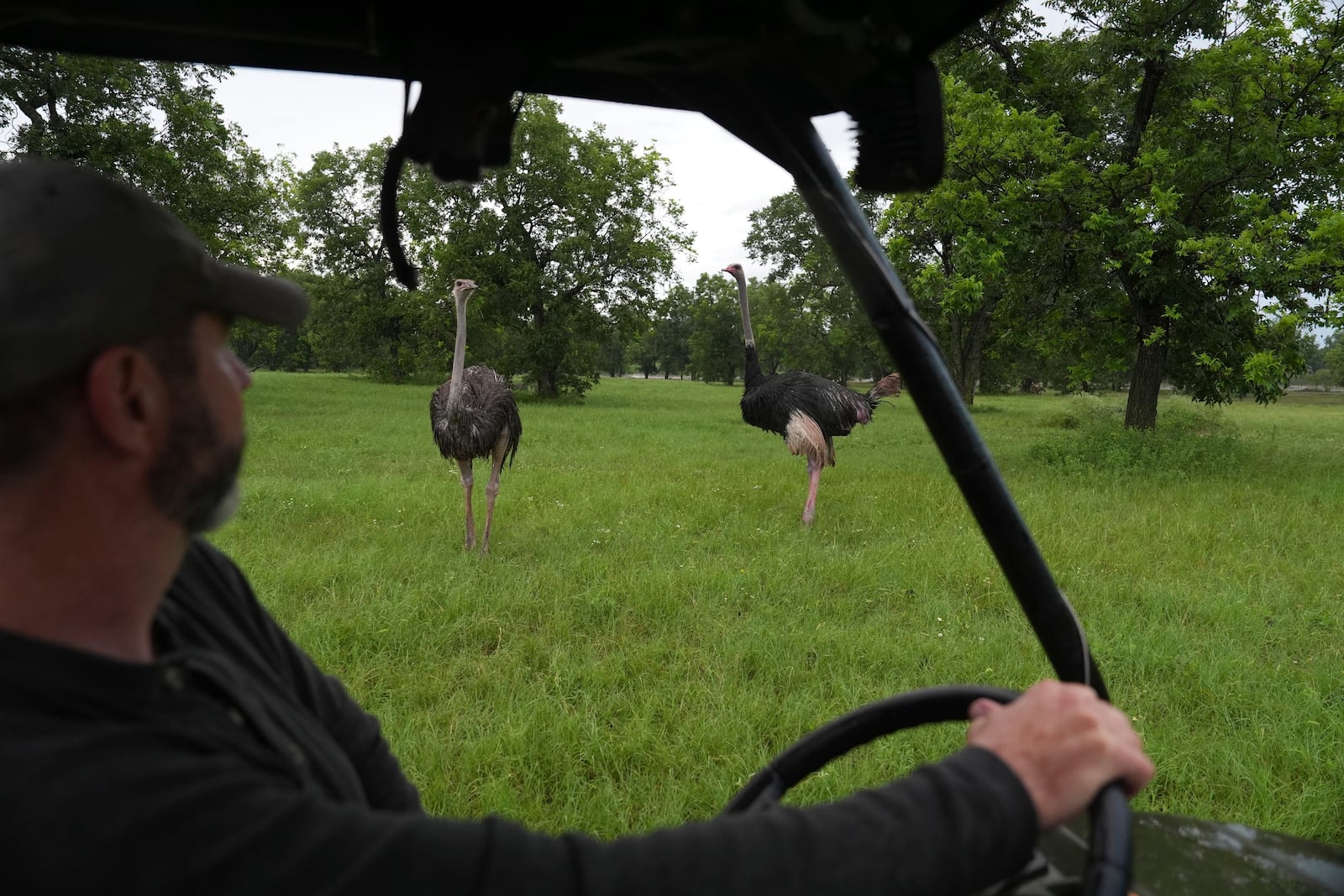 Boyd Clark checks on a pair of ostriches standing in a field as rain falls Wednesday, July 9, 2025, at a farm in in Bend, Texas. (AP Photo/Joshua A. Bickel)
