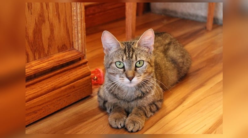 I’m Selena, a sweet, friendly, and gentle soul. I am a mother to five kittens, who are weaned and ready to forge their own path in life, I yearn for a home where I can share my love, my gentleness, my sweet nature. If you’re looking for a companion to share your quiet moments with, to provide comfort on a lonely day, or to simply enjoy the peaceful rhythm of life with, I am here. Adopt me, and let’s create a loving story together. Come visit her at the Paws Animal Shelter, 1535 West U.S. Highway 36, Urbana. Check out Paws at pawsurbana.com, on Facebook at facebook.com/paws.urbana, on Petfinder at petfinder.com or call 937-653-6233. To apply to adopt any of the cats or kittens, visit pawsurbana.org. Paws is in need of volunteers and foster homes. CONTRIBUTED