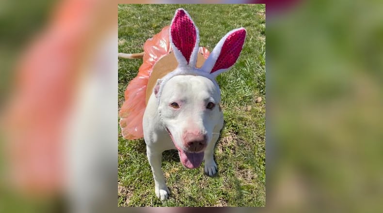Bonita, a sweet middle aged lady, is a real love bug. She is spayed, vaccinated, microchipped, and comes with a vet checkup and license. Her adoption fee is $77 since she is the Pet of the Week. Bonita is at the Clark County Dog Shelter, 5201 Urbana Road, Springfield. The shelter can be reached at 937-521-2140, or visit www.facebook.com/clarkcountydogshelter for more information. CONTRIBUTED