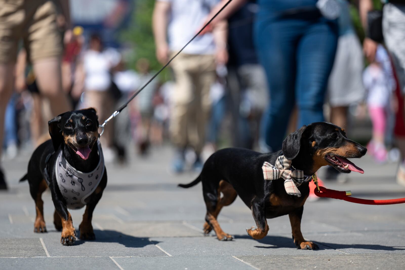 Dachshunds and their owners take part in an attempt to set Hungary’s record for the largest dog walk of a single breed, at Budapest City Park, Budapest, Thursday, May 1, 2025. (AP Photo/Denes Erdos)