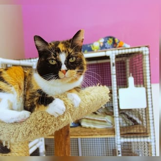 Hello, I’m Ivy! My days are filled with gentle purrs and friendly nudges. I love meeting new friends and have a knack for making everyone feel at ease. Whether you’re reading a book or watching TV, I’ll be right by your side, offering quiet companionship. My sweet nature makes me a perfect buddy for someone who loves serene moments as much as playful ones. If you’re looking for a loyal friend to share your days with, I’m your girl. Adopt me, and let’s start our journey of friendship together. Come visit Ivy at Paws Animal Shelter, 1535 West U.S. Highway 36, Urbana, online at pawsurbana.org, Facebook at facebook.com/paws.urbana, on Petfinder at petfinder.com or call 937-653-6233. Paws is in need of volunteers and foster homes. CONTRIBUTED