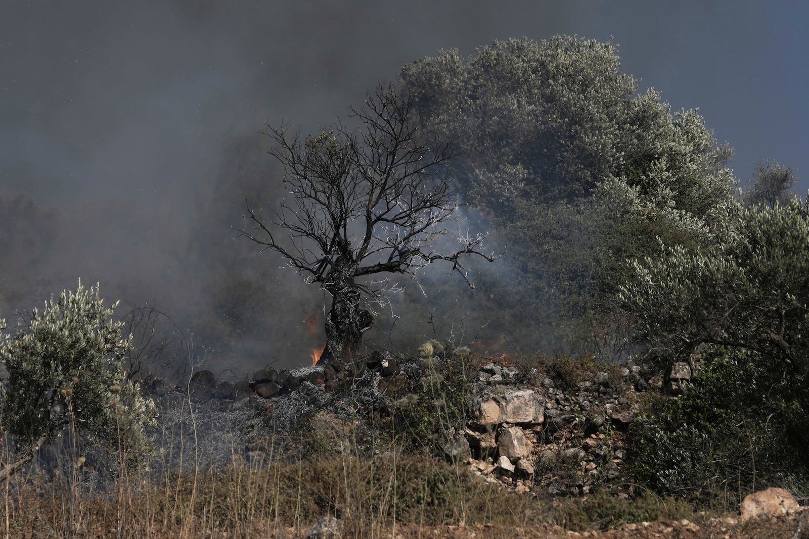 An olive tree smolders after burned in a Palestinian village near the West Bank town of Sinjil, Friday, July 11, 2025. (AP Photo/Maya Alleruzzo)