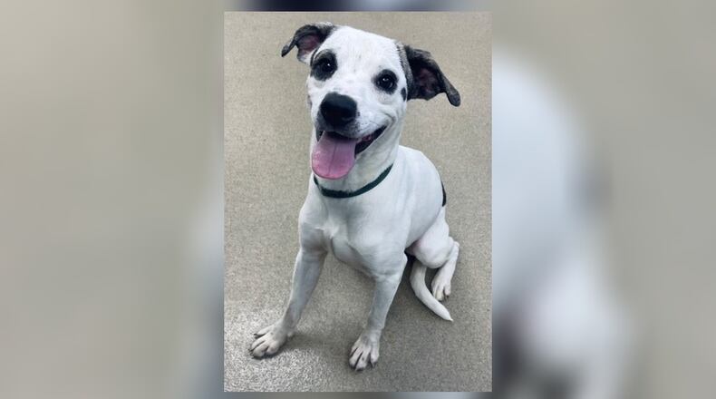 Meet Moo Moo. He is an approximate 1-year-old pointer mix, around 30 lbs. This little happy busy body is miserable and stressed in the shelter environment. He is very friendly and loves attention. When he is in his kennel, he is so scared that he trembles and whimpers. He needs an active family to keep him busy. We have not seen any issues with him and other dogs here at the shelter. However, we do recommend a meet-n-greet, prior to adopting. His adoption fee this week is $111, as he is the Pet of the Week. Fee includes his neuter, vaccinations, heartworm test, microchip, 2023 dog license, and a free vet check. Call 937-521-2140, if you would like to meet Moo Moo. Clark County Dog Shelter is at 5201 Urbana Road, Springfield. CONTRIBUTED