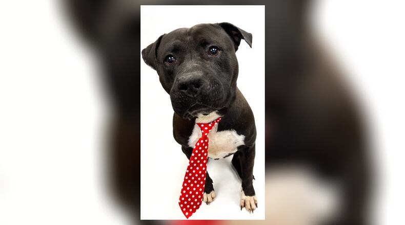Meet Chonky. He is a 2-year-old, 78 lb. Staffordshire terrier mix. Although he is a large boy, he is an absolute cuddle bug. He does fine around children, and seems to do fine with other dogs but we always recommend a meet-n-greet prior to adoption. His adoption fee this week is $22 as he is our Pet of the Week. That includes his neuter, vaccines, microchip, dog license and a free vet check. Visit him at the Clark County Dog Shelter, 5201 Urbana Road, Springfield. Call 937-521-2140 or visit www.facebook.com/clarkcountydogshelter for more information. CONTRIBUTED