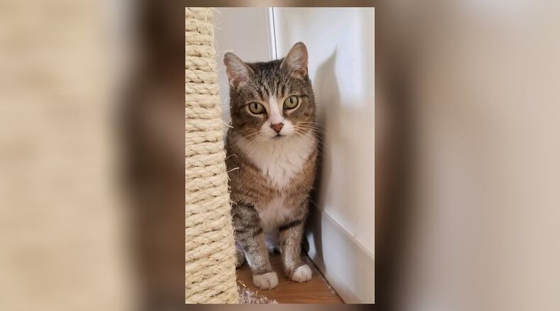 Baby is a 2-year-old tiger and white spayed female. We don’t know any of her history, but she is a good girl who gets along with the other cats. She is very friendly with people. Baby is looking for a family of her own. Come meet her at the Paws Animal Shelter, 1535 West U.S. Highway 36, Urbana. Check out PAWS at www.pawsurbana.com, on Facebook at www.facebook.com/paws.urbana, on Petfinder at petfinder.com or call 937-653-6233. PAWS is in need of volunteers and foster homes. CONTRIBUTED