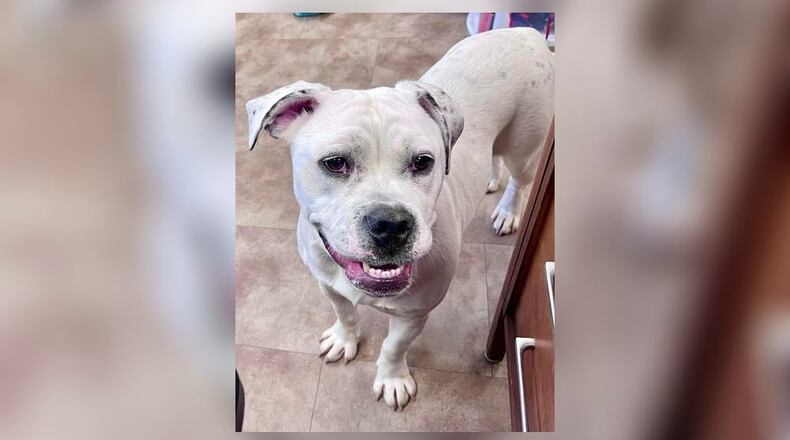 Meet Speckle! She is a 50 lb., Bully mix, around 1-year-old. She came to us as a stray about two weeks ago and she was never claimed. She is incredibly sweet, and she is still here. She loves to be in your lap and give you kisses. Her adoption fee is $22 this week, as she is the Pet of the Week. That includes her spay, vaccines, heartworm test, microchip, dog license, and a free vet check. Call 937-521-2140, if you would like to meet Speckle today. Clark County Dog Shelter is at 5201 Urbana Road, Springfield. CONTRIBUTED