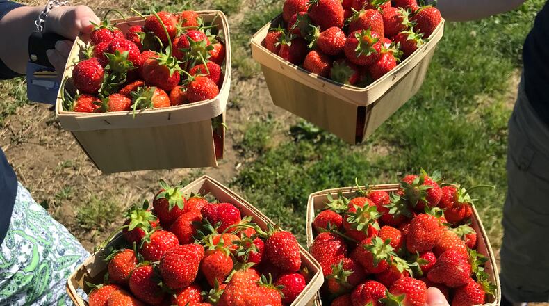 Fresh strawberries are ready for the picking at Miami Valley farms - CONTRIBUTED