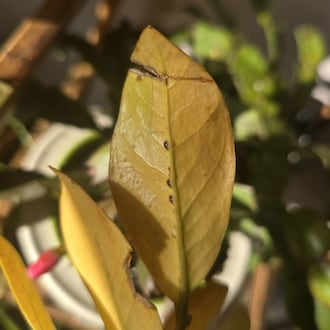 The brown spots on the midrib of this ZZ plant's leaves are scale. Scale insects sucks the juices and secretes a sticky substance called honeydew, and turn leaves yellow.
