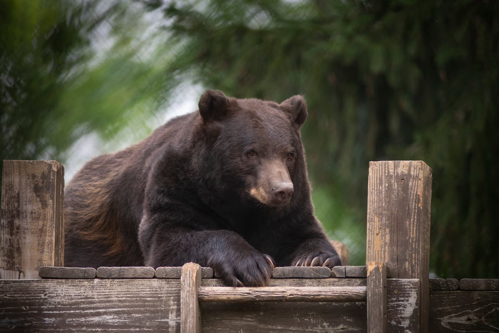 The Columbus Zoo's North America Trek expansion will open summer 2025. Photo by Amanda Carberry.  Contributed