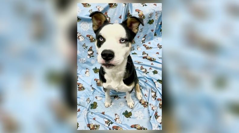 Meet Griffin! He is a 1-2 year old Pitt-Husky mix with boundless energy and a heart full of love. He’s super food-motivated, which means he’ll happily show off his tricks like sitting, shaking paws, and laying down for a treat. Griffin would thrive in an active home where he can burn off his energy, but he’ll always find time for snuggles after a fun play session. If you’re looking for a playful, loving, and eager-to-please pup, come meet him at the shelter. Clark County Dog Shelter is at 5201 Urbana Road, Springfield. CONTRIBUTED