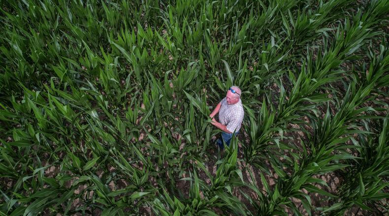This corn field was planted in early May and looks good. Other fields of corn planed later, need rain or the dry June will effect the yield, Corry said. JIM NOELKER/STAFF