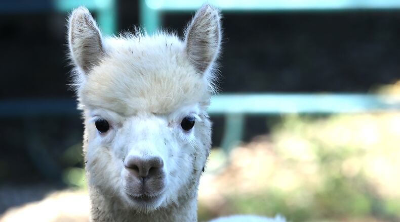 An alpaca is seen at Holdfast Alpaca Farms on Lower Valley Pike. BILL LACKEY/STAFF