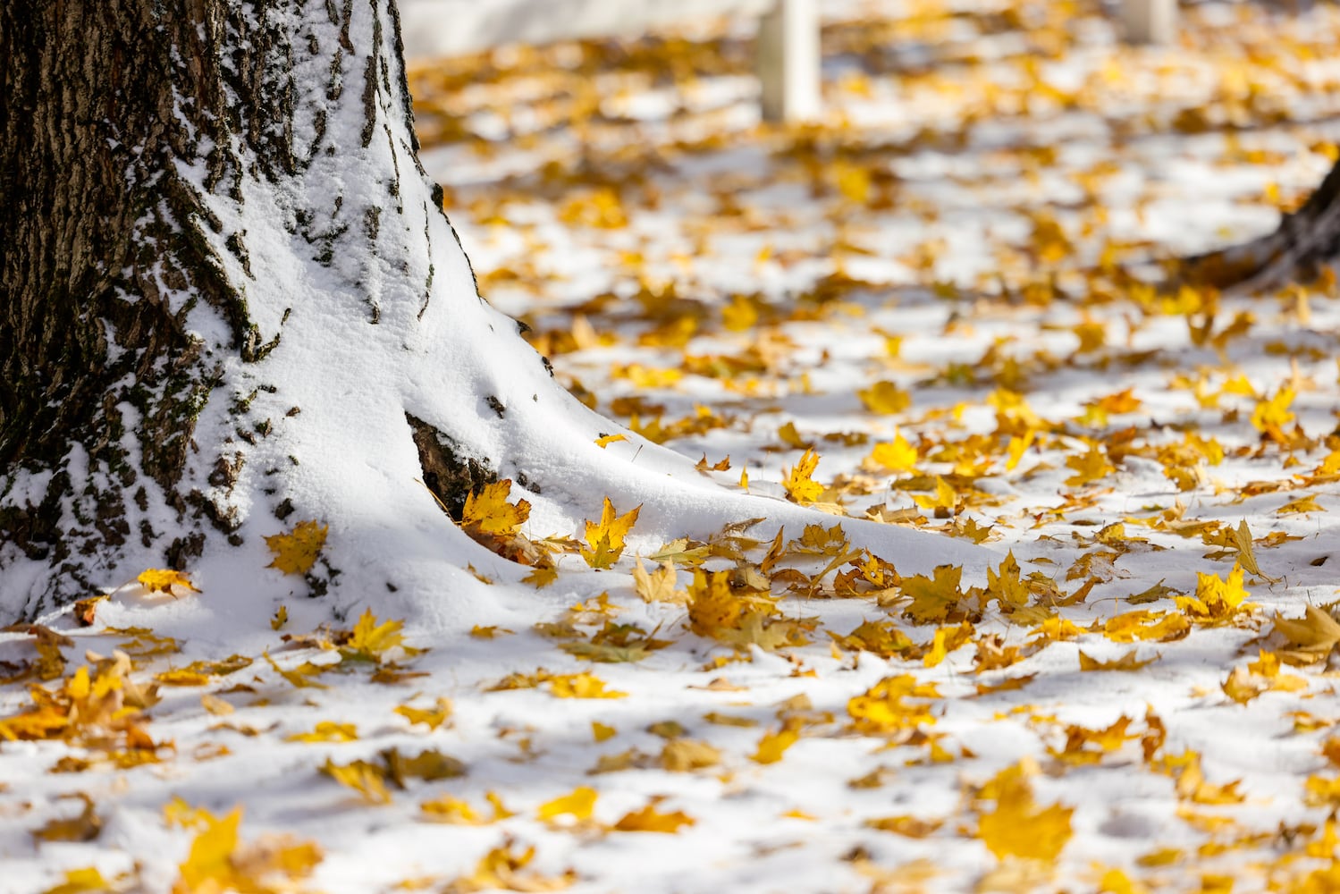 111025 snow cox carm