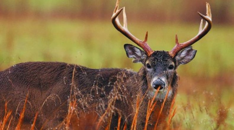 Two Clark County men have been accused of harvesting deer without tagging them. Metro News Service photo