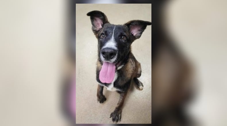 Meet Aspen! He is approximate 43 lbs., Dutch shepherd Mix, around 6-7 months old. He came into us as a stray, back in November, who was unclaimed. He is an active, friendly guy and would do best with a family who is also active. He has unconditional love to share with a family who can share just as much love back to him. His adoption fee is $22 this week, as he is the Pet of the Week. That includes his neuter, vaccines, heartworm test, microchip, dog license, and a free vet check. Call 937-521-2140, to meet Aspen today. Clark County Dog Shelter is at 5201 Urbana Road, Springfield. CONTRIBUTED