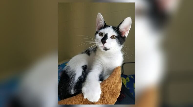 Duke is an adorable 3-month-old black and white male kitten who likes to play and nap. Duke gets along with all the other kittens and will do well in just about any home. Come visit him at the Paws Animal Shelter, 1535 West U.S. Highway 36, Urbana. Check out PAWS at www.pawsurbana.com, on Facebook at www.facebook.com/paws.urbana, on Petfinder at petfinder.com or call 937-653-6233. PAWS is in need of volunteers and foster homes. CONTRIBUTED