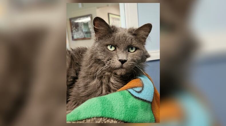 Smokey is a 12-year-old spayed female who still has a lot of pep in her. She and her brother Tommy were brought in when their former human passed away. Smokey loves treats and attention. Come meet her in the ZEN room at the Paws Animal Shelter, 1535 West U.S. Highway 36, Urbana. Check out PAWS at pawsurbana.com, on Facebook at facebook.com/paws.urbana, on Petfinder at petfinder.com or call 937-653-6233. PAWS is in need of volunteers and foster homes. CONTRIBUTED