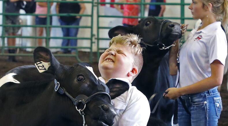 William Tuttle grimaces as his calf headbutts him as he sets it up for the judge Sunday at the Clark County Fair. William was not injured.