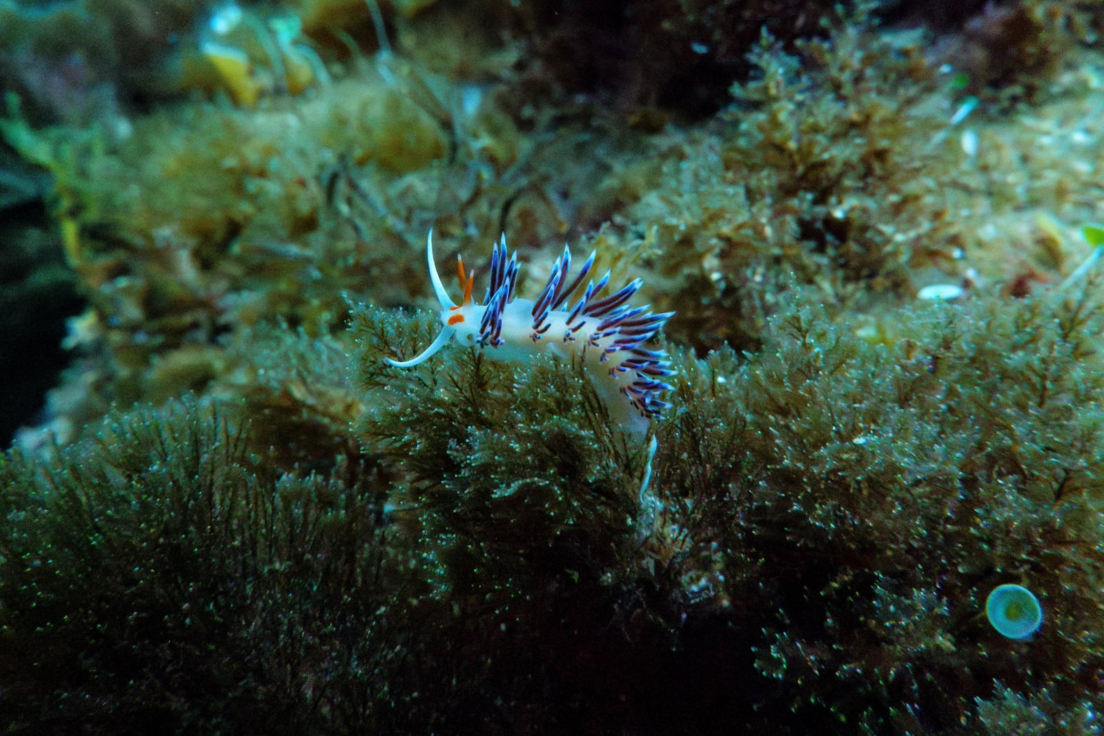 A wandering cratena is visible in the protected area of France's Porquerolles National Park ahead of the U.N. Ocean Conference on Friday, June 6, 2025. (AP Photo/Annika Hammerschlag)