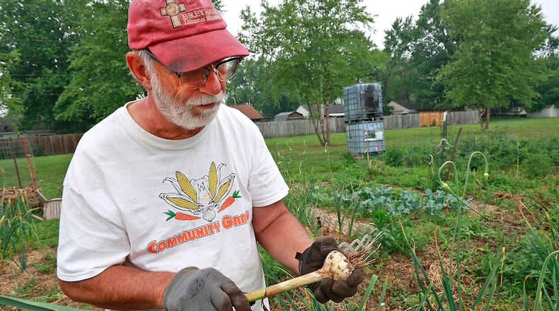 John Krabacher looks over a garlic bulb he pulled from the New Carlisle Community Garden Tuesday, June 27, 2023. BILL LACKEY/STAFF