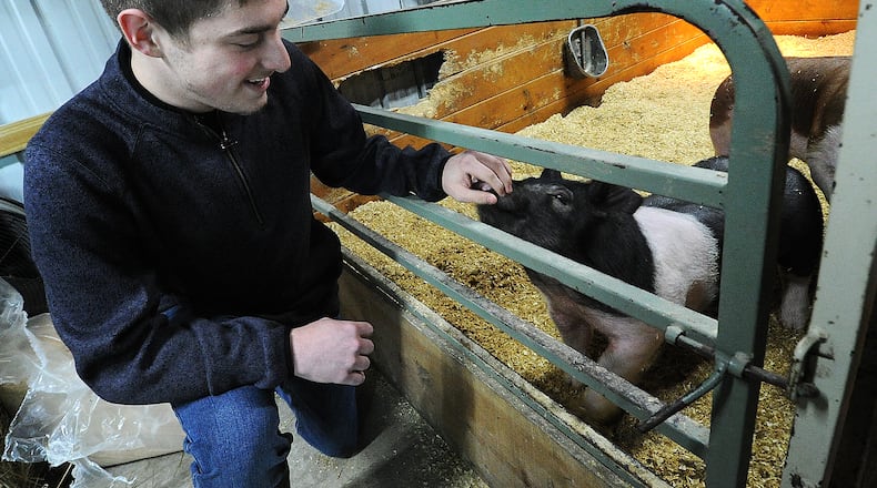 Emmit Cates, 18, of Springfield, works with one of his and his family’s four pigs as a part of his final 4-H project. Case has been participating in 4-H since the 3rd grade. MARSHALL GORBY\STAFF
