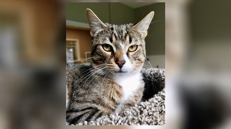 Dash is a very friendly, sweet 2-year-old neutered male cat. He’s looking for a home to call his own. Come by and visit Dash at the Paws Animal Shelter, 1535 West U.S. Highway 36, Urbana. Check out PAWS at www.pawsurbana.com, on Facebook at www.facebook.com/paws.urbana, on Petfinder at petfinder.com or call 937-653-6233. CONTRIBUTED