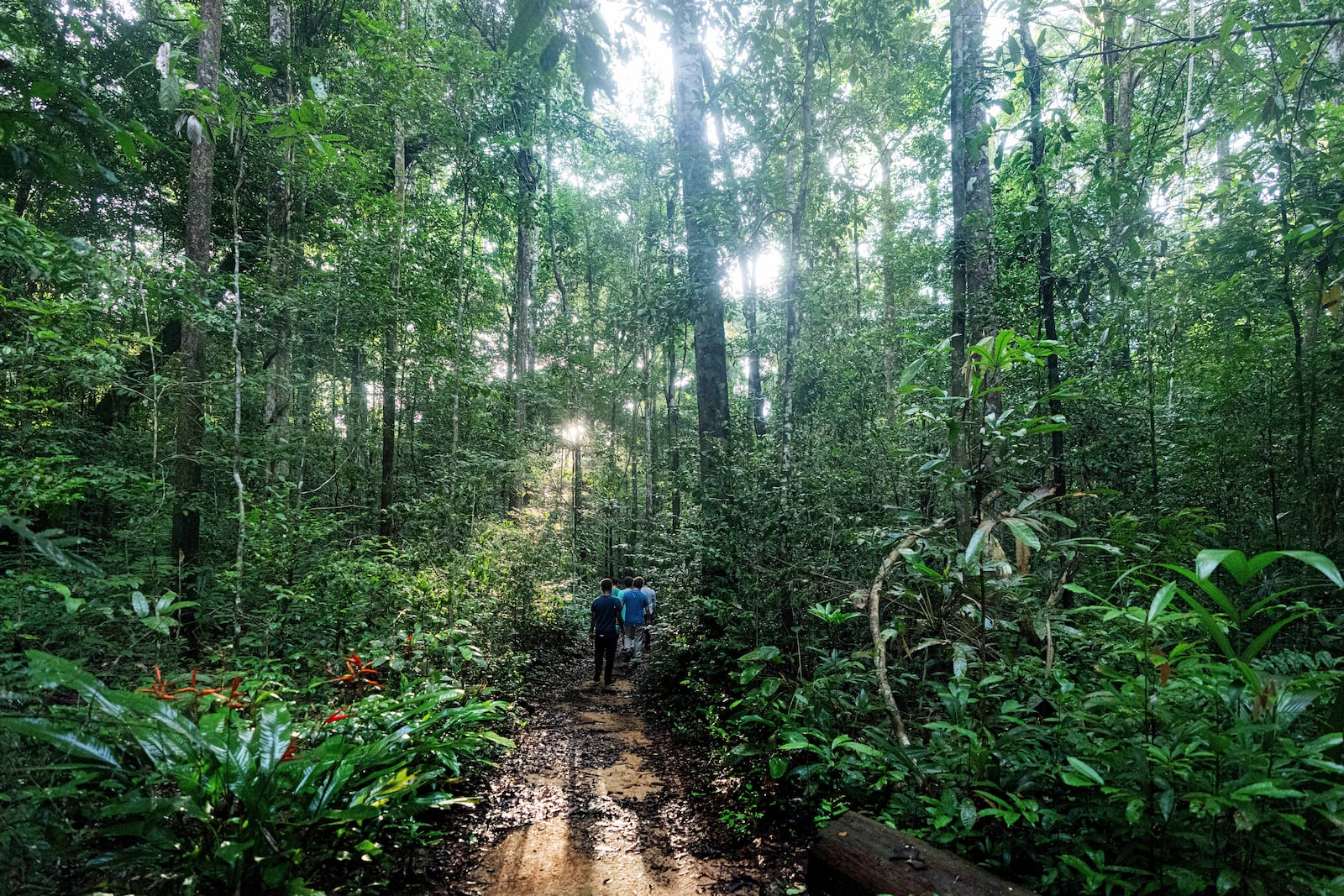 Environmentalists walk through the Caxiuana National Forest, Para state, Brazil, near the Esecaflor project, where scientists mimic drought to understand how the rainforest might respond to a drier future Saturday, March 22, 2025. (AP Photo/Jorge Saenz)